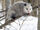 Virginia Opossum