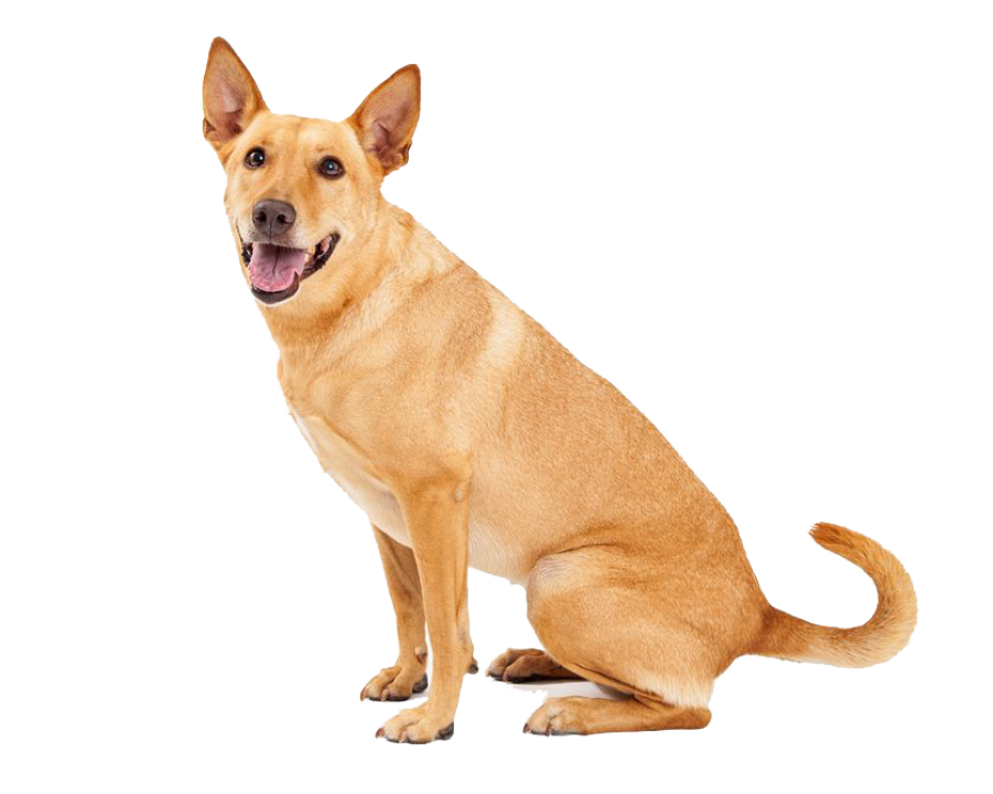 Canis lupus dingo - Wikipedia