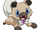 Rockruff (Pokémon Horizons)