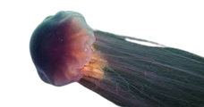 Lion's Mane Jellyfish