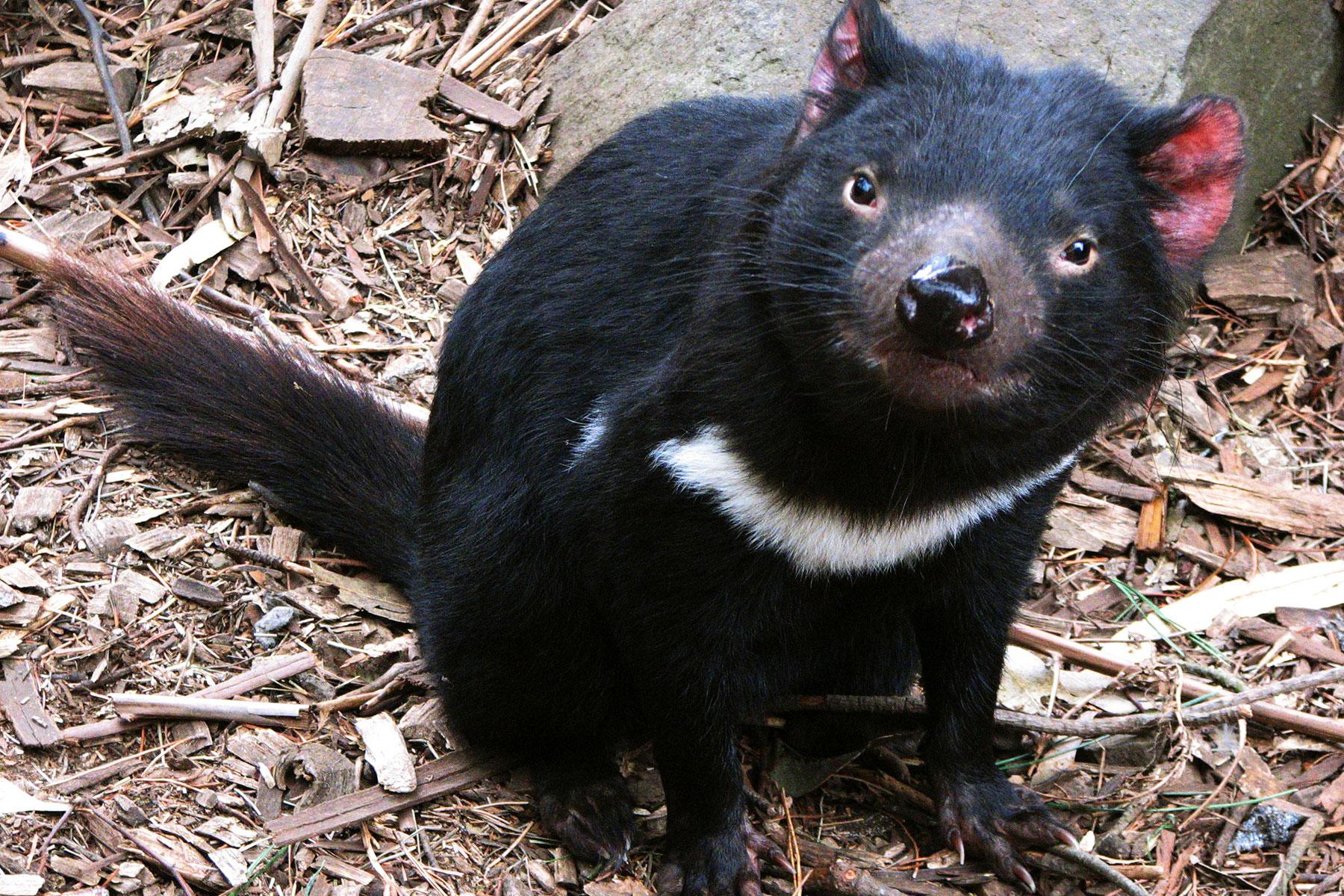 Tasmanian devil - Wikipedia