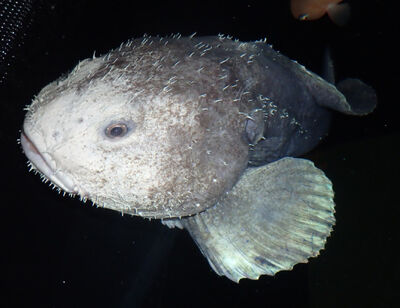 Transparent Sea Blob-Fish Discovered by Scientists- Reform Austin