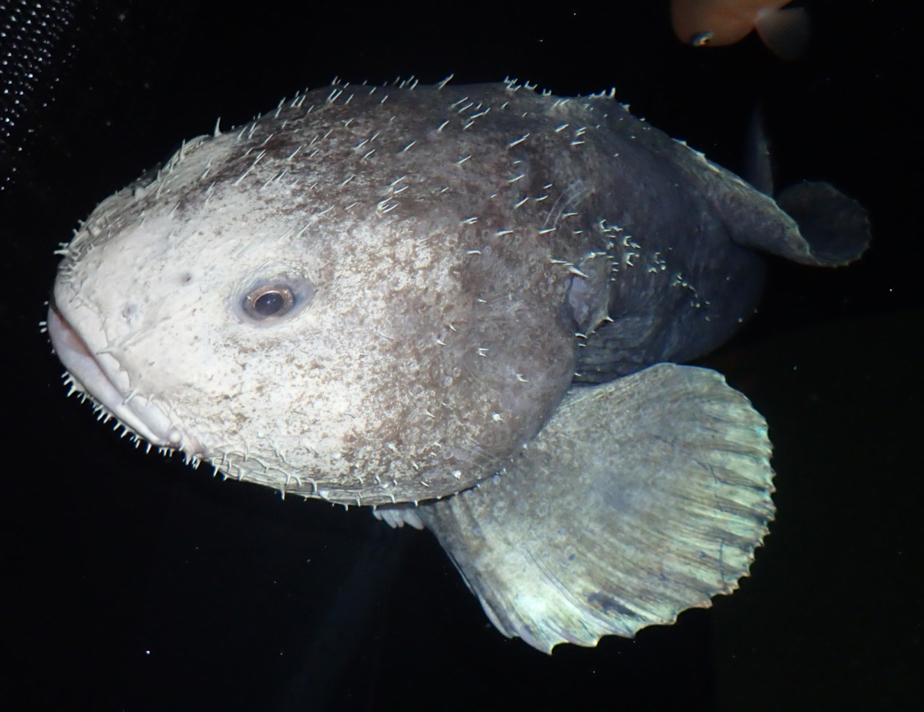 Blobfish look completely normal in water. The reason they look