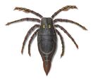 Megarachne