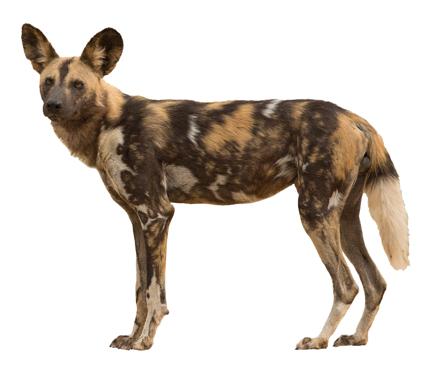 domestic african hunting dog