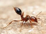 Fire Ant