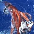 Giant Squid