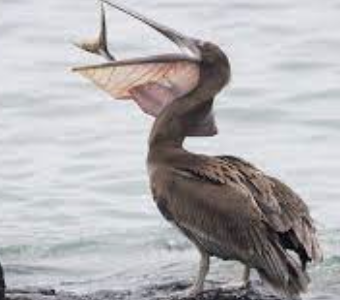 Brown Pelican | VS Battles Wiki | Fandom