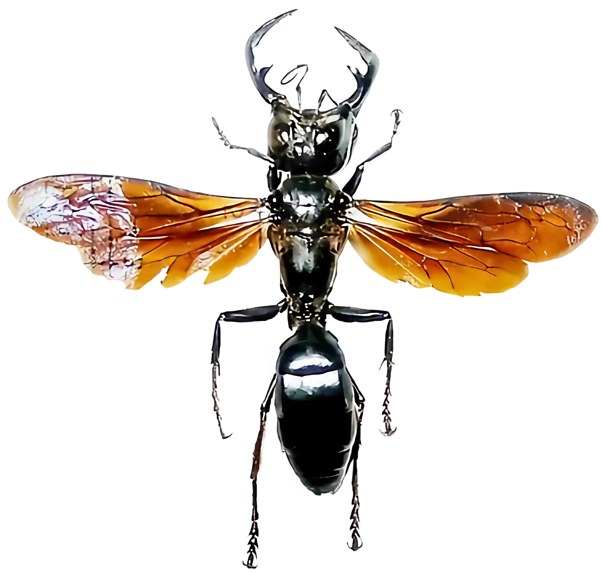 Megalara Garuda | VS Battles Wiki | Fandom