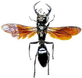 Megalara Garuda | VS Battles Wiki | Fandom