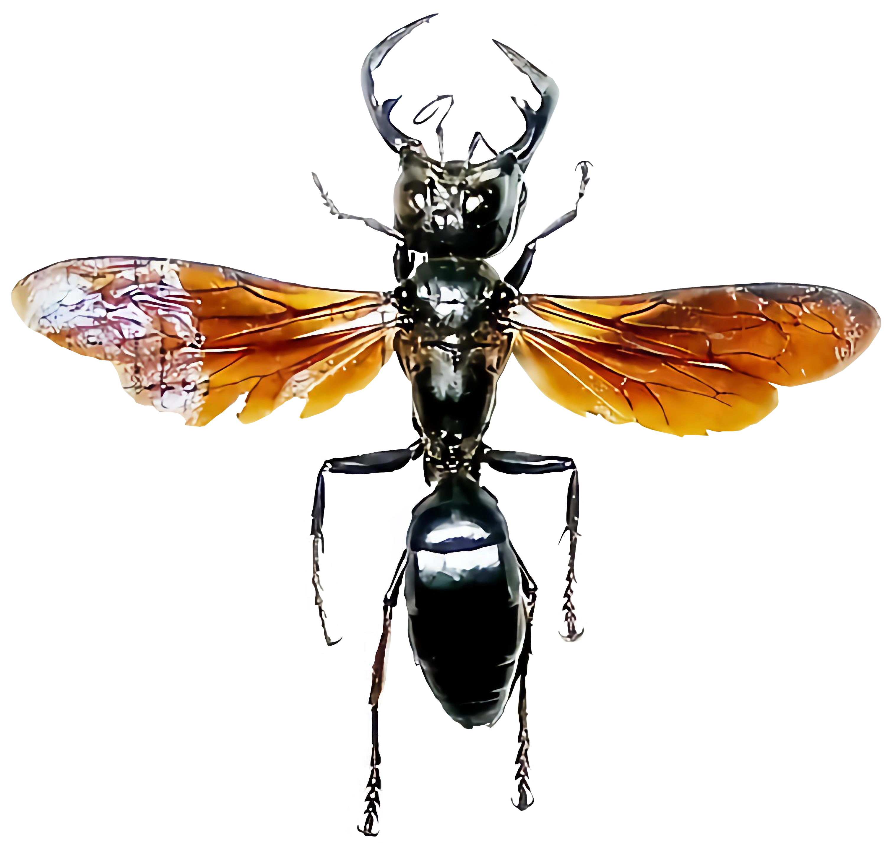 Megalara Garuda | VS Battles Wiki | Fandom