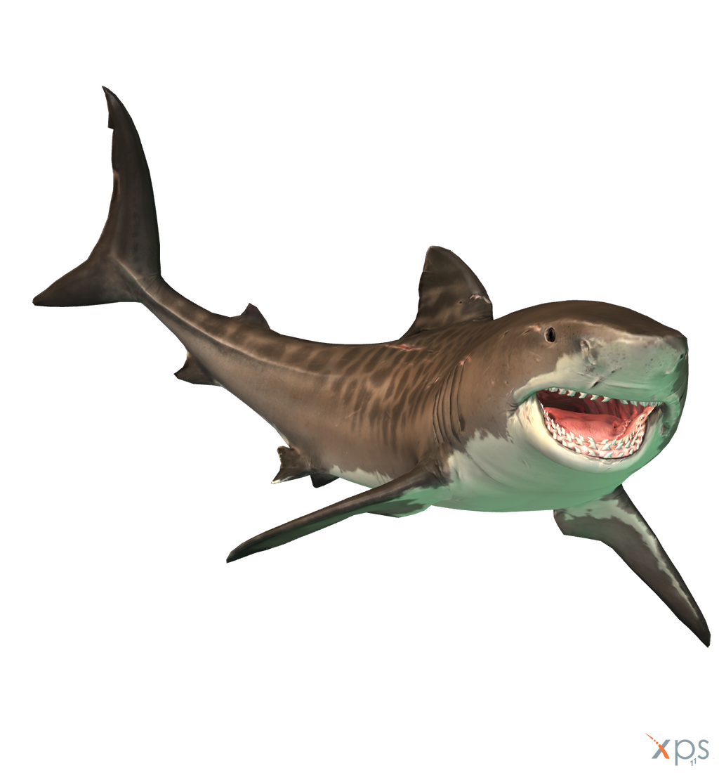 https://static.wikia.nocookie.net/vsbattles/images/6/6d/The_depth_tiger_shark_by_mrunclebingo_dahn3kl-fullview-1-.png/revision/latest?cb=20190511014012