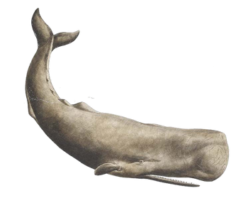 美品！アルメリック Sperm Whale(スパームホエール) 5.7 フィン