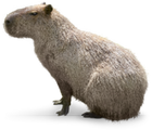 Capybara