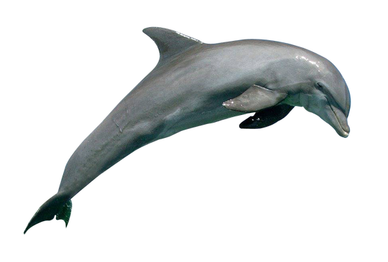 Dolphin - Wikipedia