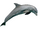 Bottlenose Dolphin