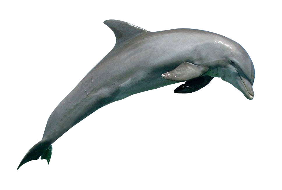 Oceanic dolphin - Wikipedia