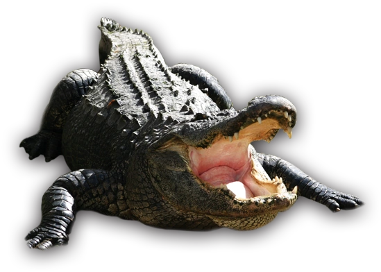 アリゲーターBATTLE10 アリゲーターBattle10 『赤』 - Fishing-ZERO