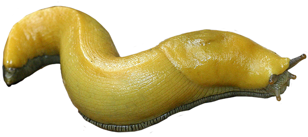 The banana slug is the common name for a genus of slugs native to the Pacif...