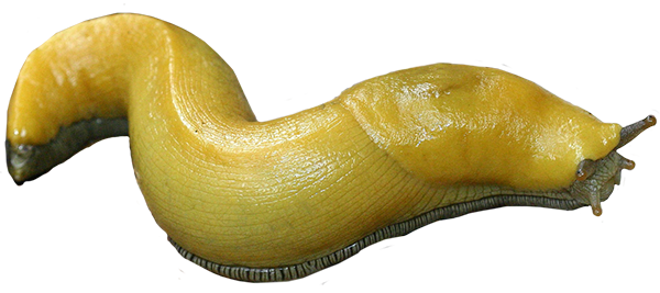 banana slug