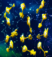 Celestial Spirit Gate Keys