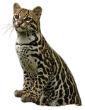 Ocelot