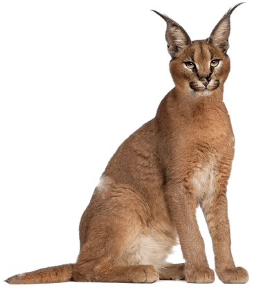 Caracal - Wikipedia