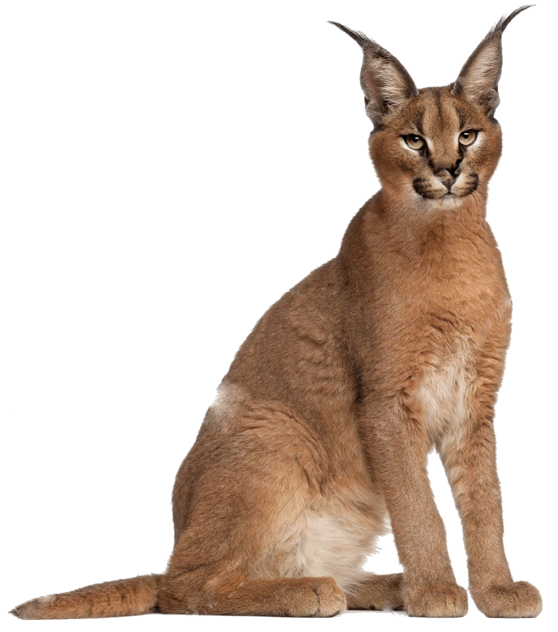 Crie Uma Floppa, Caracal Floppa