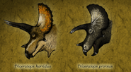 Differences in the shape of horns between T. horridus and T. prorsus. Artist credit