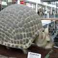 Doedicurus