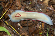 Red Triangle Slug