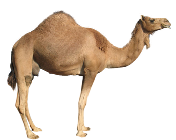 List of animals with humps - Wikipedia