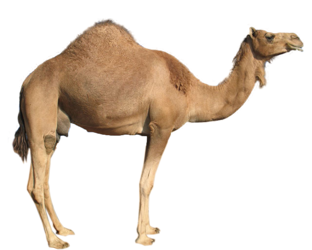 Camel