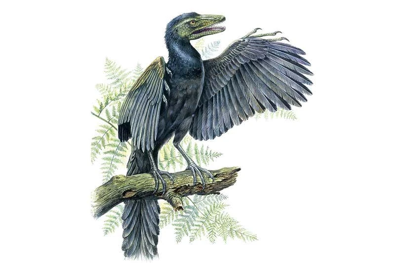 archaeopteryx Archaeopteryx: Reconstructing the 'first bird'