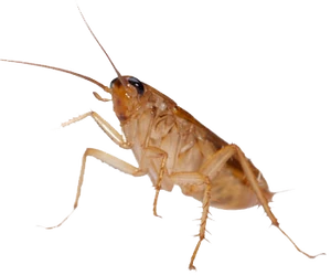 Cockroachroach