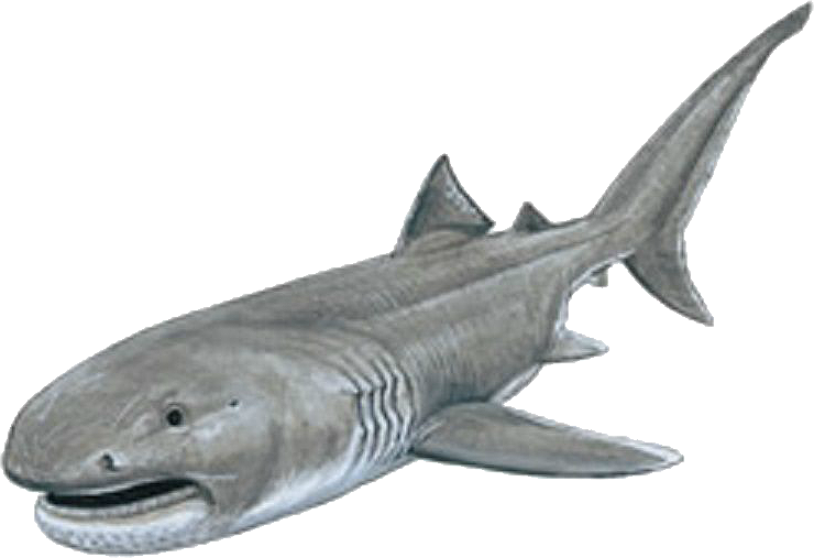 Megamouth Shark, VS Battles Wiki