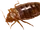 Bedbug