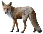 Red Fox