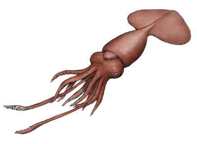 Cephalopod attack - Wikipedia