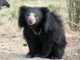 Sloth Bear