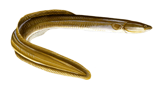 american eel