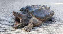 Alligator Snapping Turtle