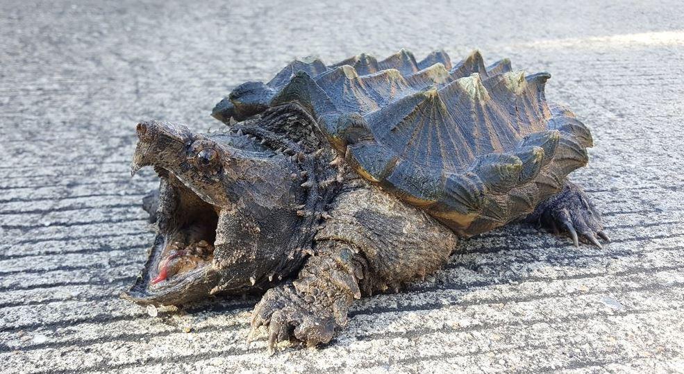 snapping turtle bite finger off