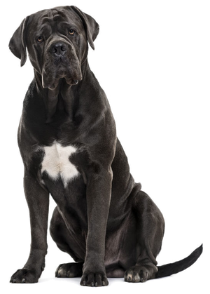 Breed Info – Velocity Cane Corsos