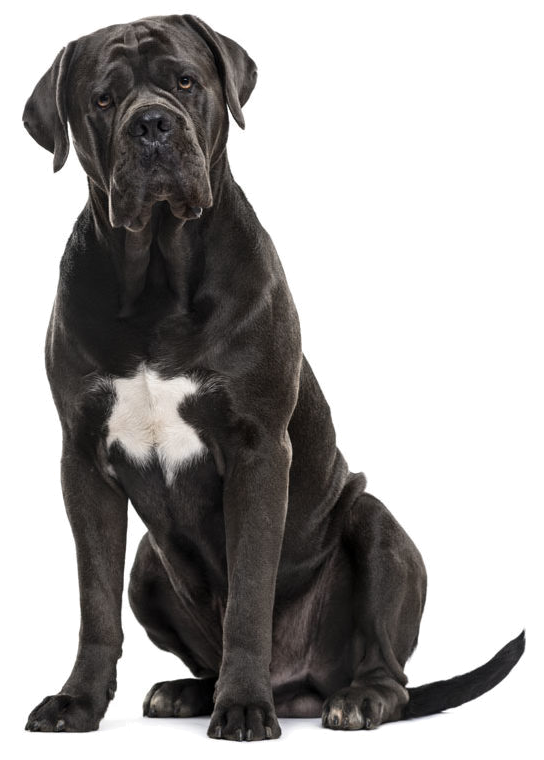 Male Dogs - Worldwide Cane Corsos