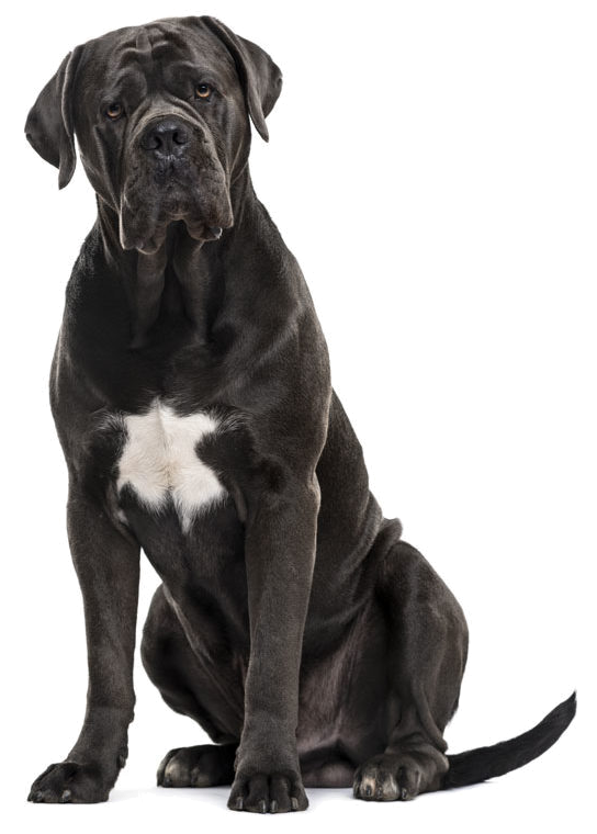 Cane Corso Protection Dogs