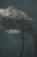 The Gravemind