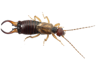 Earwig