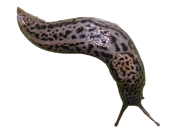 Leopard Slug Vs Battles Wiki Fandom [ 433 x 577 Pixel ]