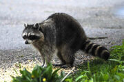 Raccoon